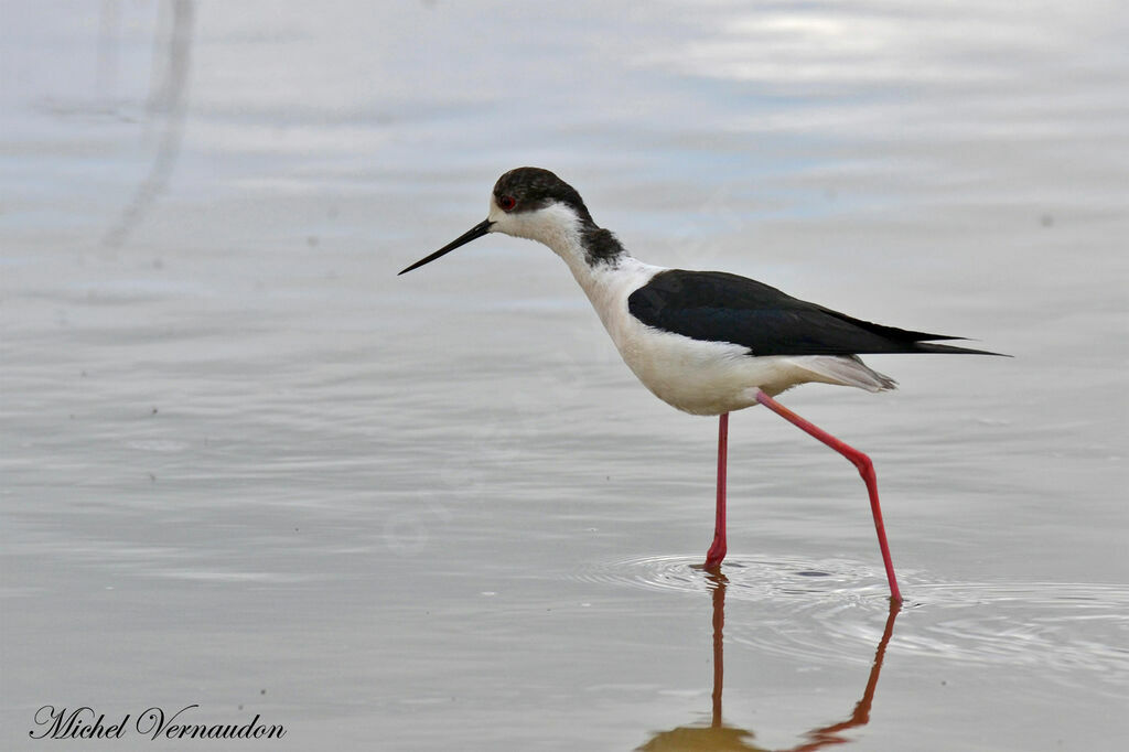 Black-winged Stiltadult