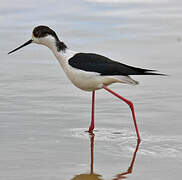 Black-winged Stilt