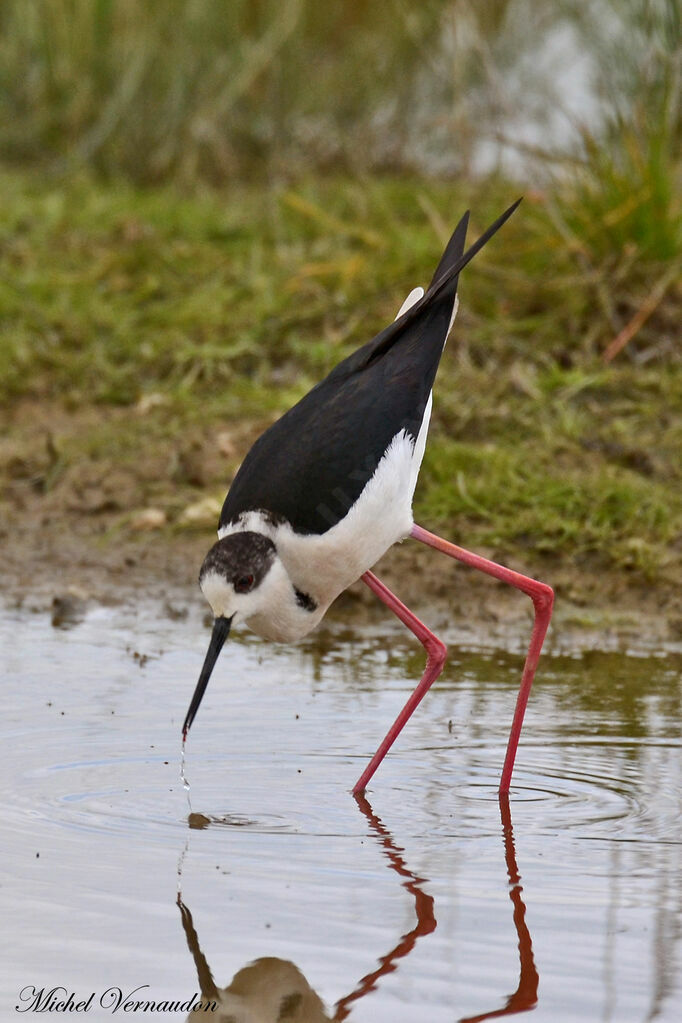 Black-winged Stiltadult