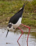 Black-winged Stilt