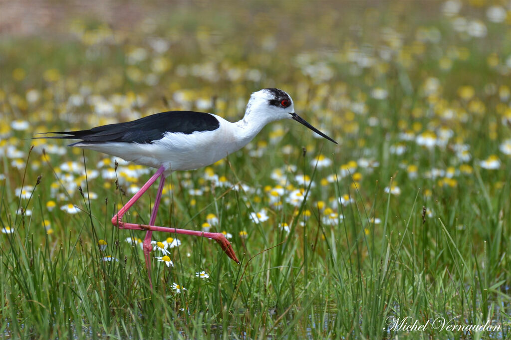 Échasse blancheadulte