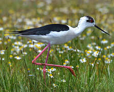 Black-winged Stilt