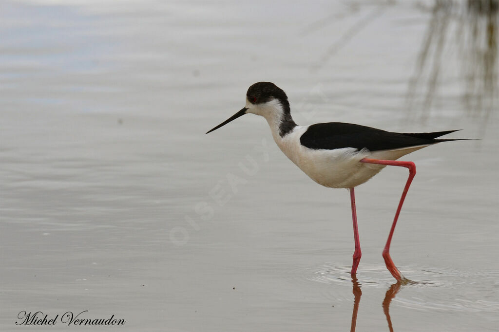 Black-winged Stiltadult