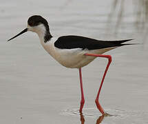 Black-winged Stilt