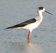 Black-winged Stilt