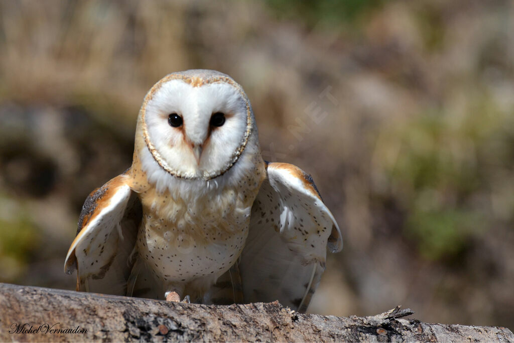 Western Barn Owl