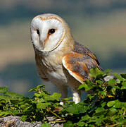 Western Barn Owl