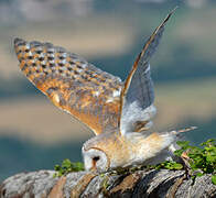 Western Barn Owl