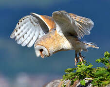 Western Barn Owl