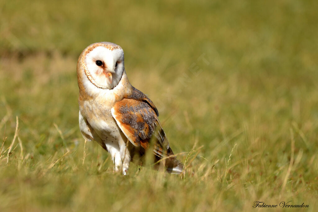 Western Barn Owl