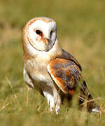 Western Barn Owl