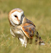 Western Barn Owl