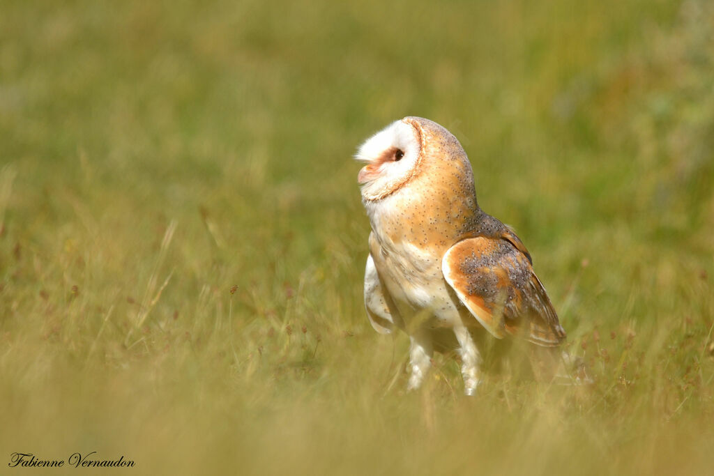 Western Barn Owl