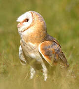 Western Barn Owl