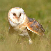 Western Barn Owl