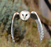 Western Barn Owl