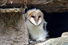 Western Barn Owl