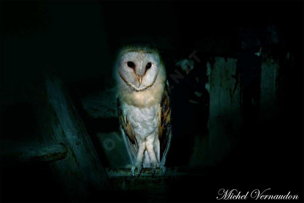 Western Barn Owl