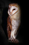 Western Barn Owl