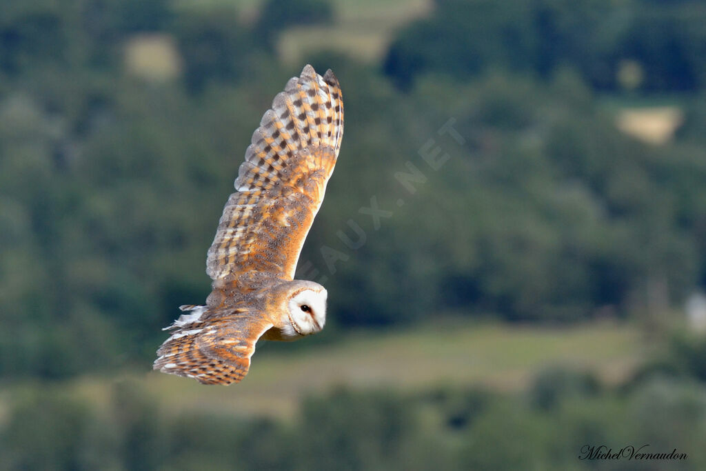 Western Barn Owl