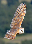 Western Barn Owl