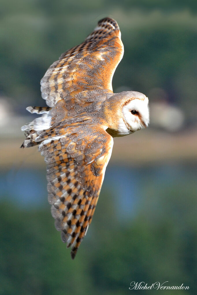 Western Barn Owl