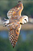 Western Barn Owl