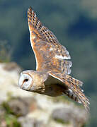 Western Barn Owl