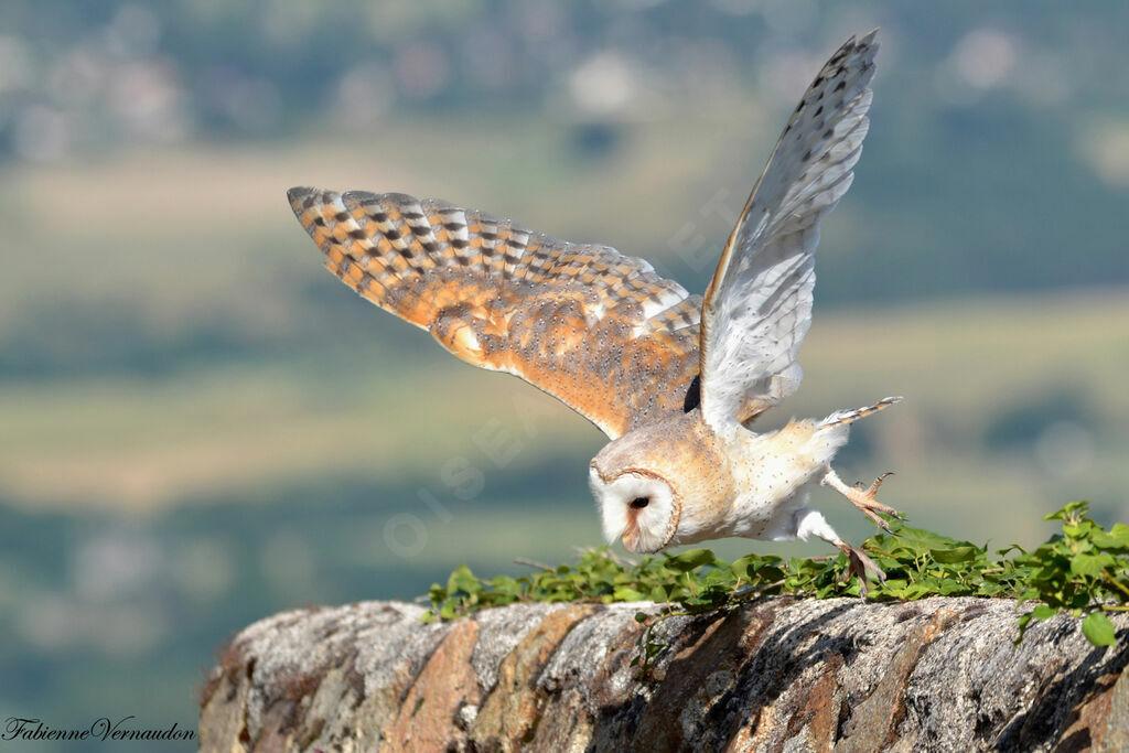 Western Barn Owl