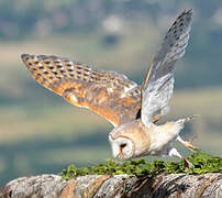 Western Barn Owl