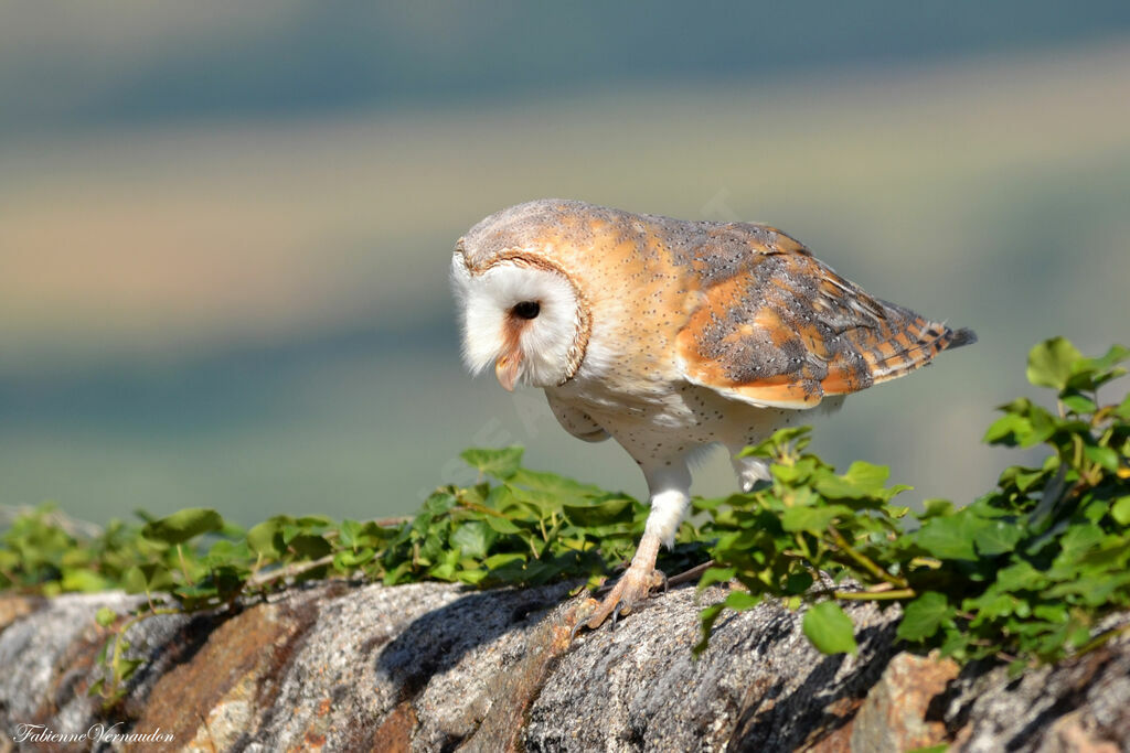 Western Barn Owl