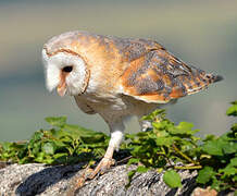 Western Barn Owl