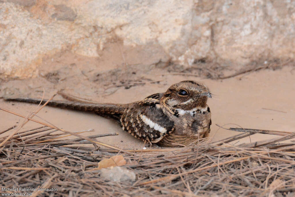 Long-tailed Nightjaradult, identification