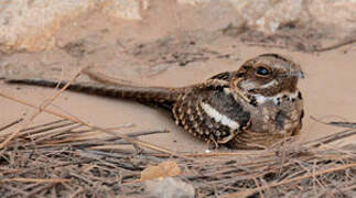 Long-tailed Nightjar