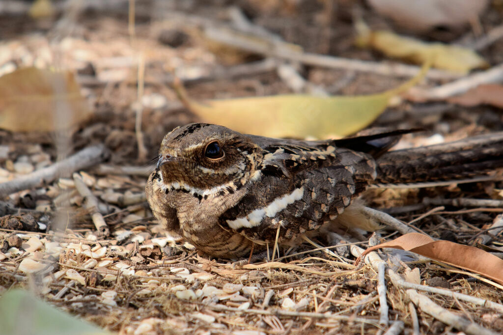 Long-tailed Nightjar