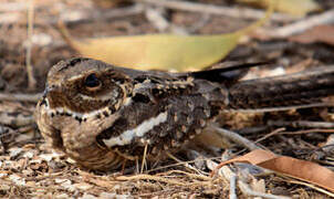 Long-tailed Nightjar