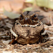 Long-tailed Nightjar