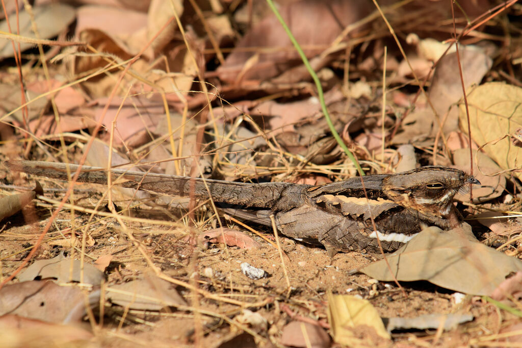 Long-tailed Nightjar