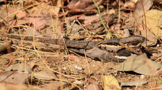 Long-tailed Nightjar