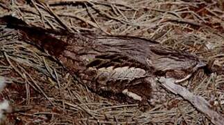 European Nightjar