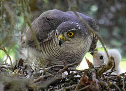 Eurasian Sparrowhawk