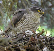 Eurasian Sparrowhawk