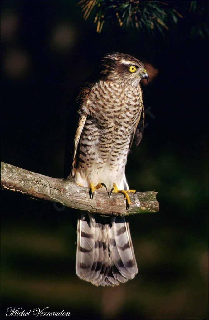 Eurasian Sparrowhawk