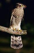 Eurasian Sparrowhawk