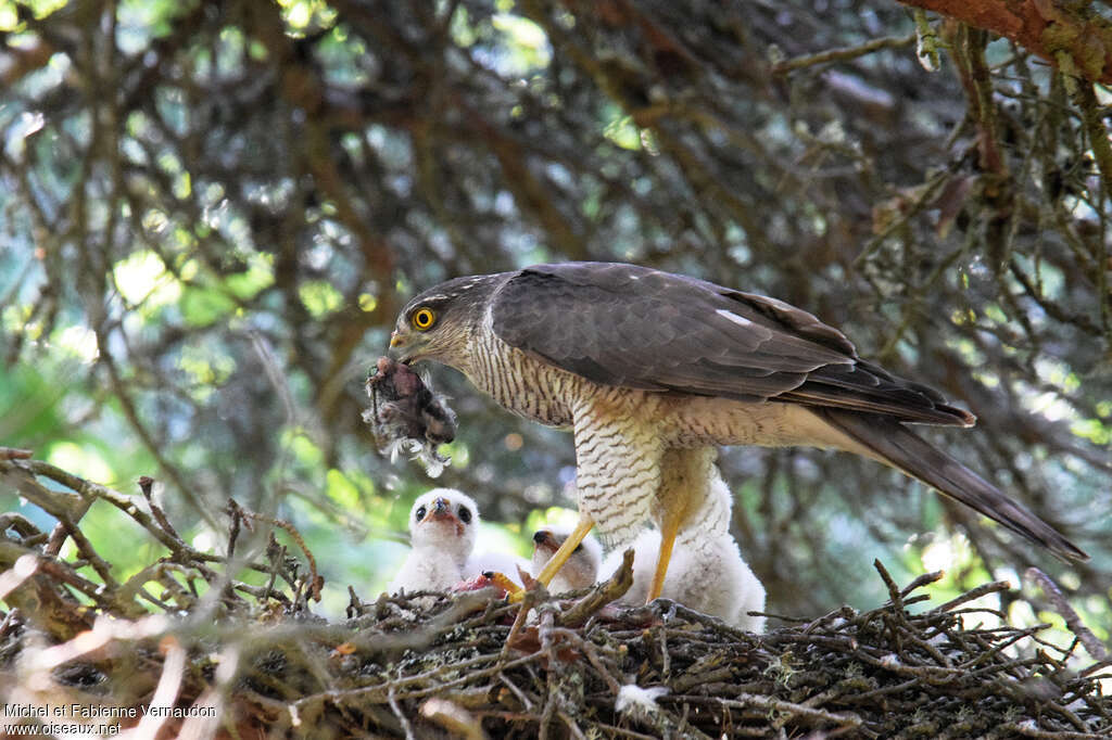 Eurasian Sparrowhawk female adult, pigmentation, feeding habits, Reproduction-nesting