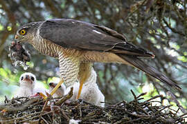 Eurasian Sparrowhawk