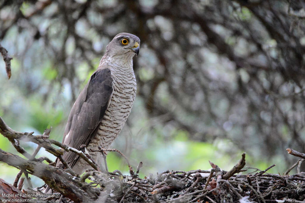 Eurasian Sparrowhawk female adult, identification