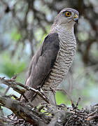 Eurasian Sparrowhawk