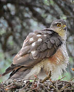 Eurasian Sparrowhawk