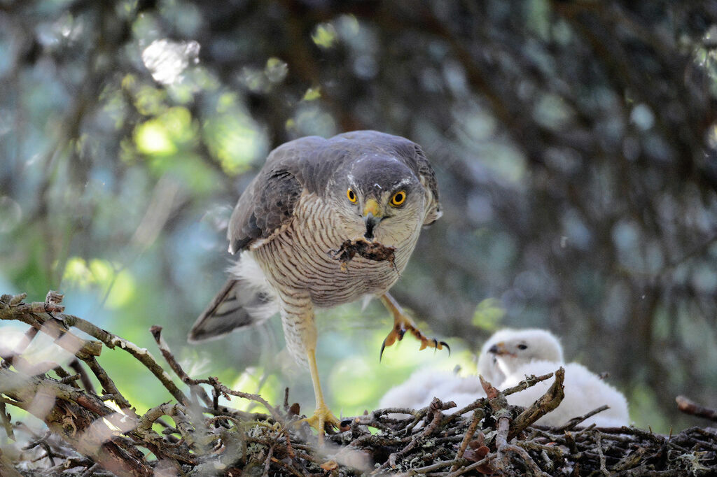 Eurasian Sparrowhawk female adult